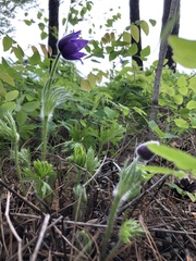 Pulsatilla patens
