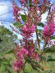 Pseudarthria hookeri hookeri