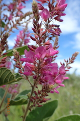 Pseudarthria hookeri hookeri
