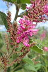 Pseudarthria hookeri hookeri