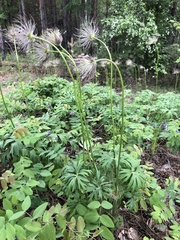 Pulsatilla patens
