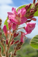 Pseudarthria hookeri hookeri