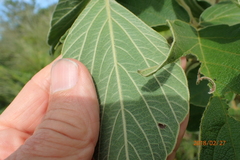 Pseudarthria hookeri hookeri