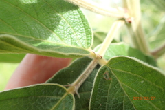 Pseudarthria hookeri hookeri