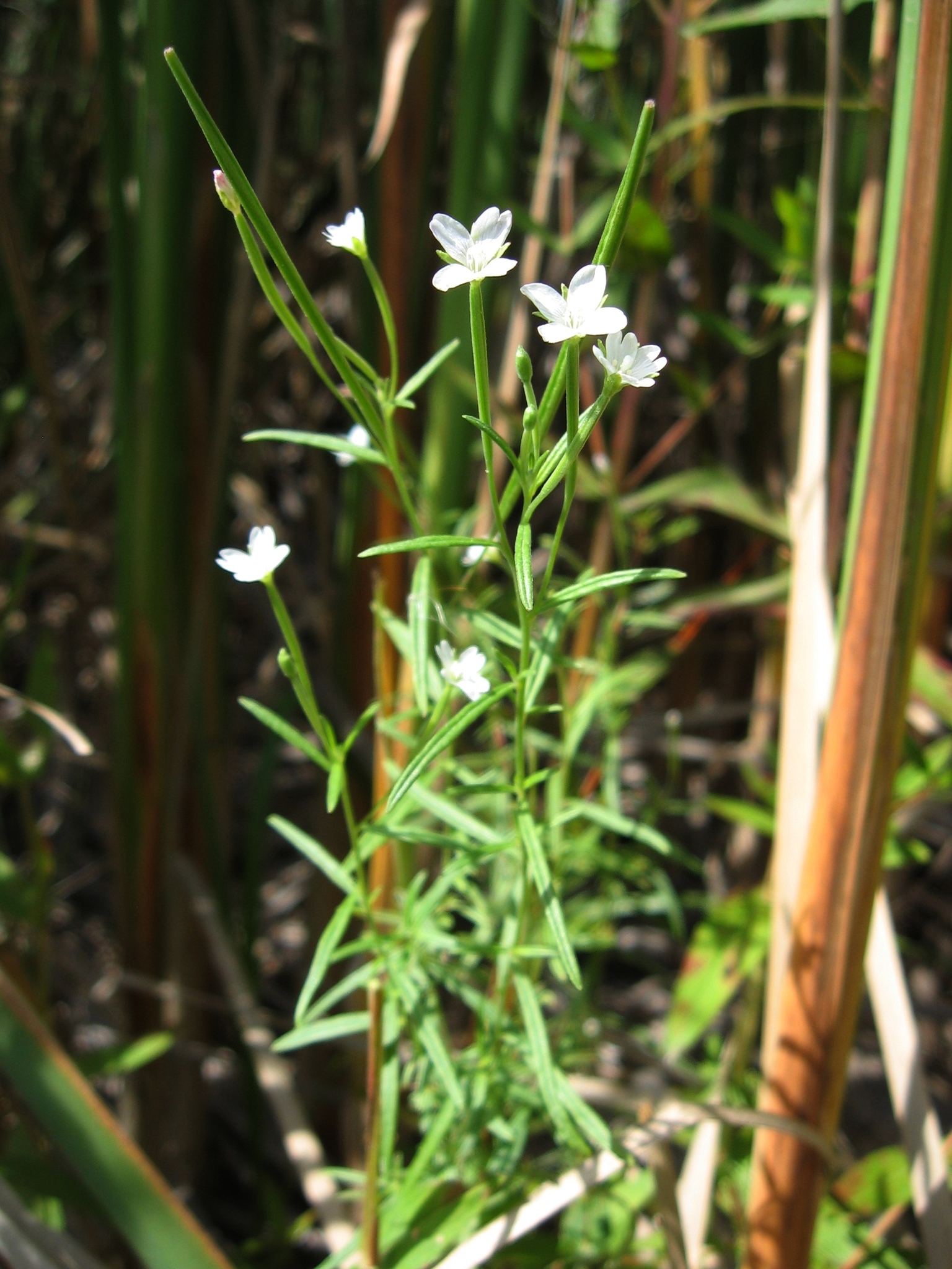 Epilobium leptophyllum