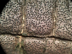 Graphostroma platystomum