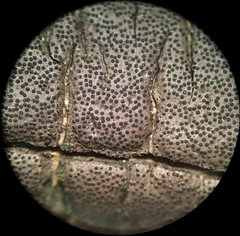 Graphostroma platystomum