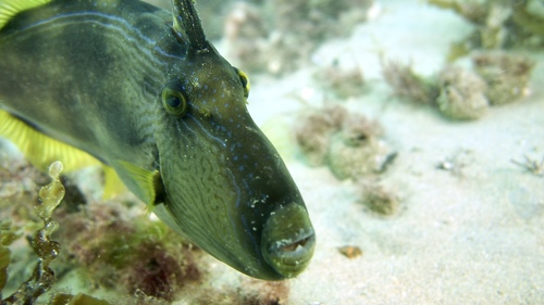 Meuschenia hippocrepis