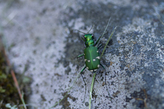Cicindela patruela