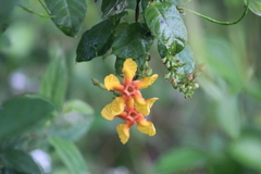 Mandevilla subsagittata