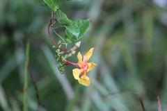 Mandevilla subsagittata