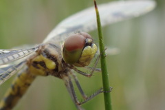 Celithemis elisa