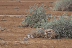 Gazella dorcas