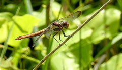 Libellula flavida