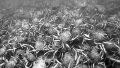 Leptomithrax gaimardii