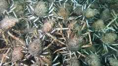 Leptomithrax gaimardii