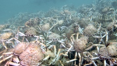 Leptomithrax gaimardii