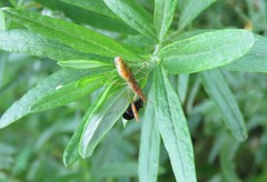 Gorpis brevilineatus