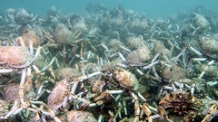 Leptomithrax gaimardii