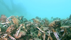 Leptomithrax gaimardii