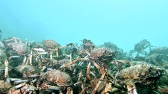 Leptomithrax gaimardii