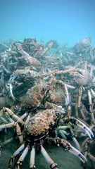 Leptomithrax gaimardii