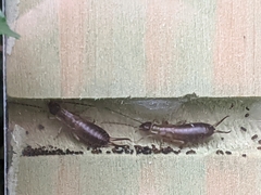 Forficula auricularia