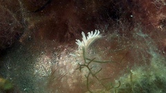 Phyllodesmium serratum