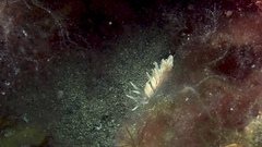 Phyllodesmium serratum