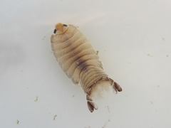 Metacirolana