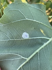 Calycomyza platyptera