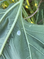 Calycomyza platyptera