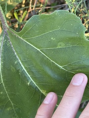 Calycomyza platyptera