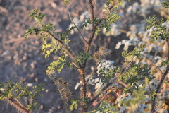 Solanum citrullifolium