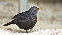 Turdus merula