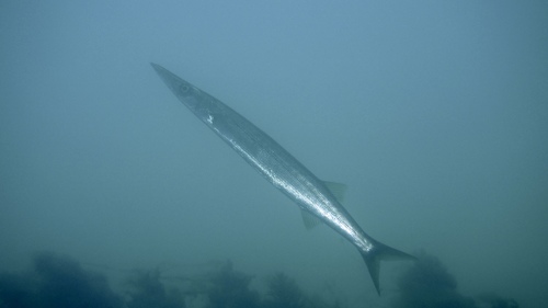 Sphyraena novaehollandiae