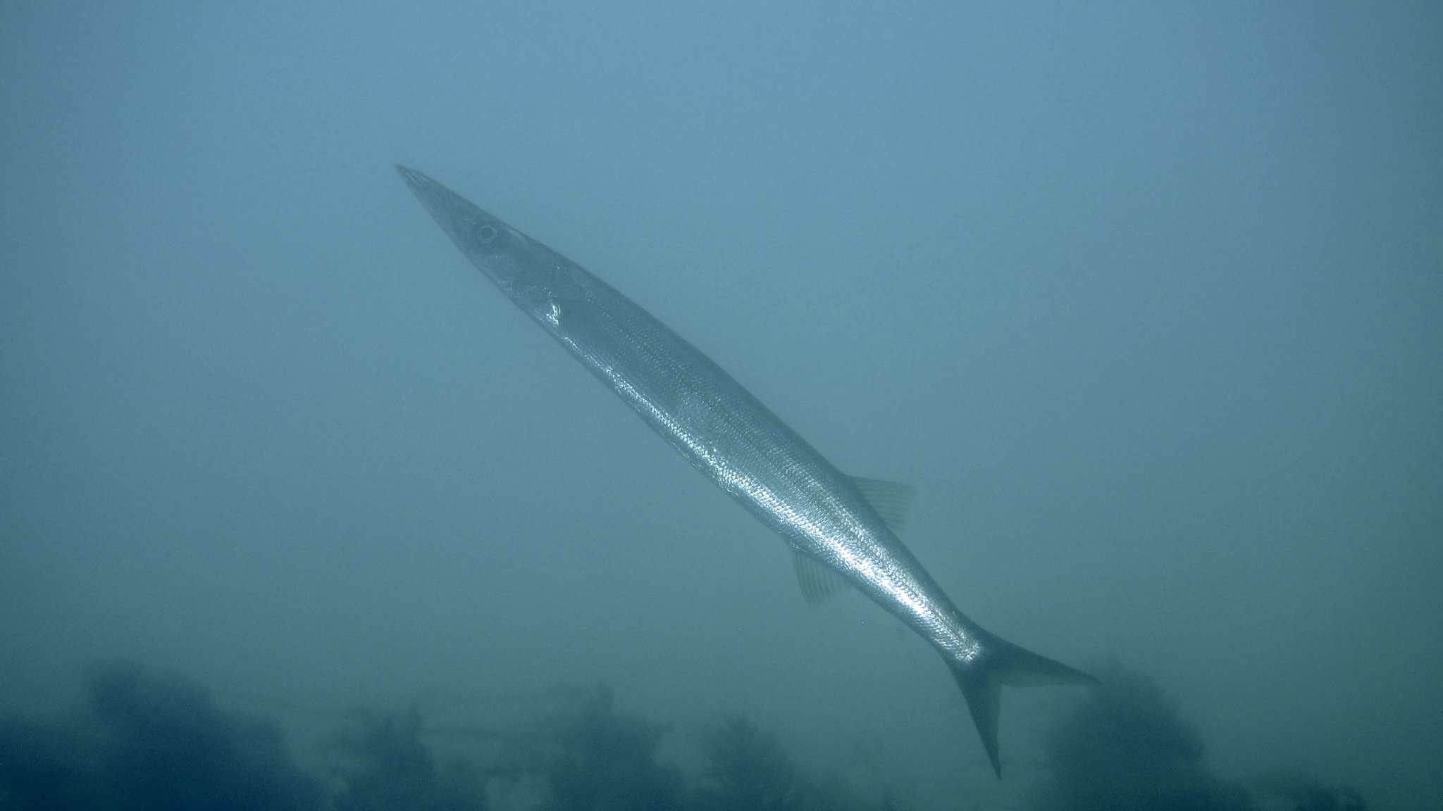 Snook (Sphyraena novaehollandiae) · iNaturalist Australia