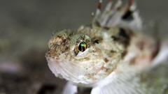 Maxillicosta scabriceps