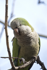 Myiopsitta monachus