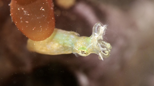 Xipholeptos notoides