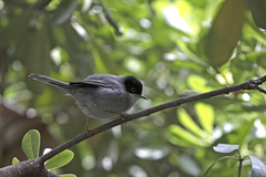 Curruca melanocephala