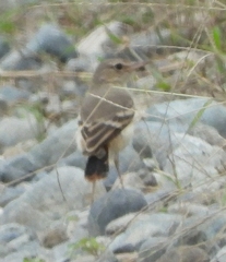 Muscigralla brevicauda