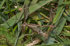 Tipula lateralis