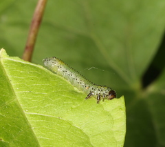 Sphacophilus cellularis