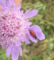 Angiospermae