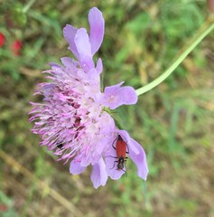 Angiospermae
