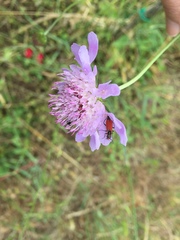 Angiospermae