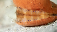 Mimachlamys asperrima