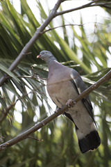 Columba palumbus