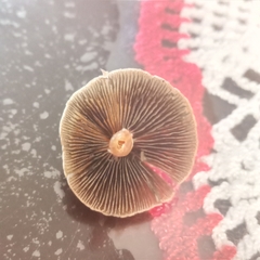 Panaeolus